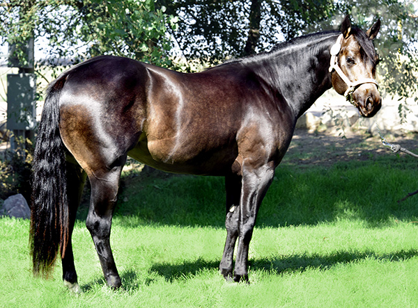 Black Hawke 2011 Blue Roan Stallion ~ Homozygous Roan ~ Standing at Stud